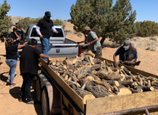 Navajo firewood distribution